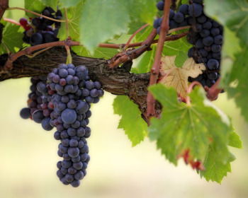 Parable of the Vine and the Branches: How Staying Connected to Jesus Leads to Spiritual Fruitfulness