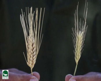 Parable of the Wheat and the Tares Explained