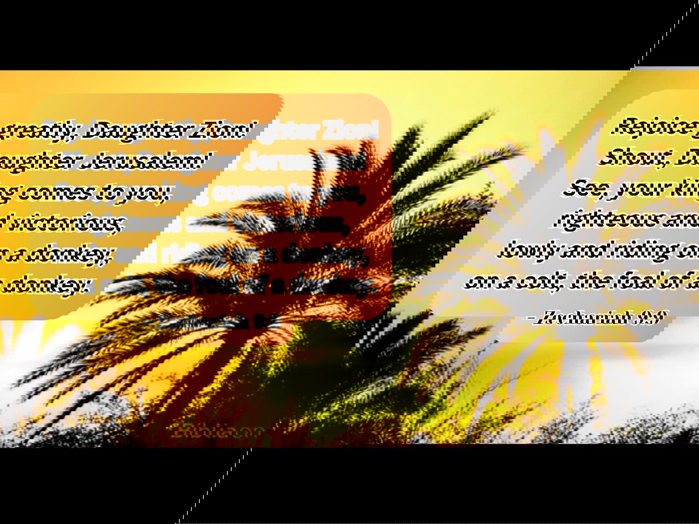 Rejoice greatly, Daughter Zion! Shout, Daughter Jerusalem! See, your king comes to you, righteous and victorious, lowly and riding on a donkey,  on a colt, the foal of a donkey. - Zechariah 9:9