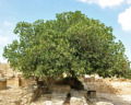 The Parable of the Fig Tree (Meaning, Moral Lesson And Explanation)