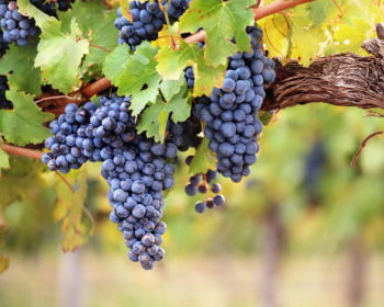 The Parable of the Workers in the Vineyard: A Lesson on God's Grace, Generosity, and True Humility