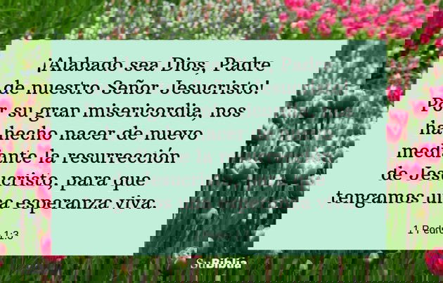 ¡Alabado sea Dios, Padre de nuestro Señor Jesucristo! Por su gran misericordia, nos ha hecho nacer de nuevo mediante la resurrección de Jesucristo, para que tengamos una esperanza viva. -1 Pedro 1:3