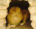Daniel en el foso de los leones: la historia explicada