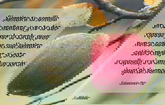 Siembra tu semilla en la mañana, y no te des reposo por la tarde, pues nunca sabes cuál siembra saldrá mejor, si esta o aquella, o si ambas serán igual de buenas. (Eclesiastés 11:6)