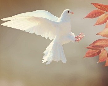 Los 9 Frutos del Espíritu Santo (importante para tu vida) según la Biblia