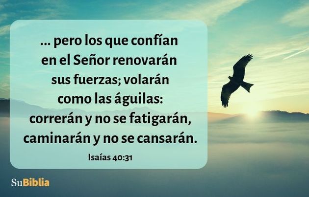 ... pero los que confían en el Señor renovarán sus fuerzas; volarán como las águilas: correrán y no se fatigarán, caminarán y no se cansarán. (Isaías 40:31)