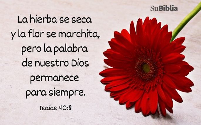 La hierba se seca y la flor se marchita, pero la palabra de nuestro Dios permanece para siempre. (Isaías 40:8)