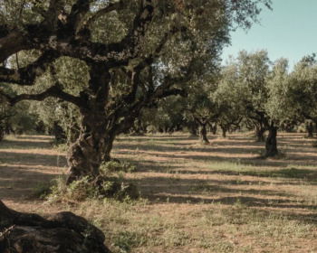 Jesús en el huerto de Getsemaní (estudio bíblico)