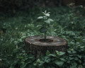 Explicación de Job 14:7-9: hay esperanza para el árbol cortado