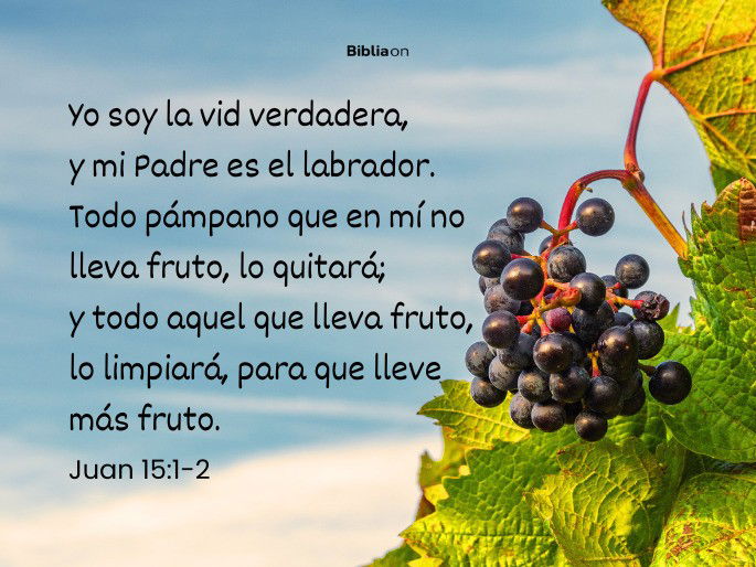 Yo soy la vid verdadera, y mi Padre es el labrador. Todo pámpano que en mí no lleva fruto, lo quitará; y todo aquel que lleva fruto, lo limpiará, para que lleve más fruto. (Juan 15:1-2)