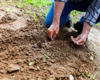 La parábola del sembrador explicada y lo que nos enseña