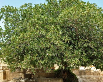 La parábola de la higuera estéril (con explicación)