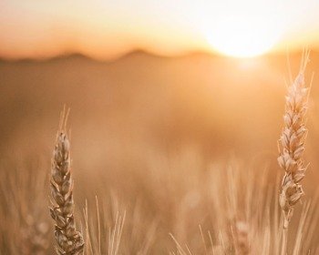 Parábola del trigo y la cizaña (con resumen y explicación)