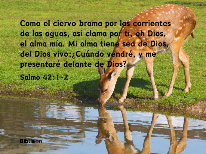 Como el ciervo brama por las corrientes de las aguas, Así clama por ti, oh Dios, el alma mía. Mi alma tiene sed de Dios, del Dios vivo; ¿Cuándo vendré, y me presentaré delante de Dios? (Salmo 42:1-2)