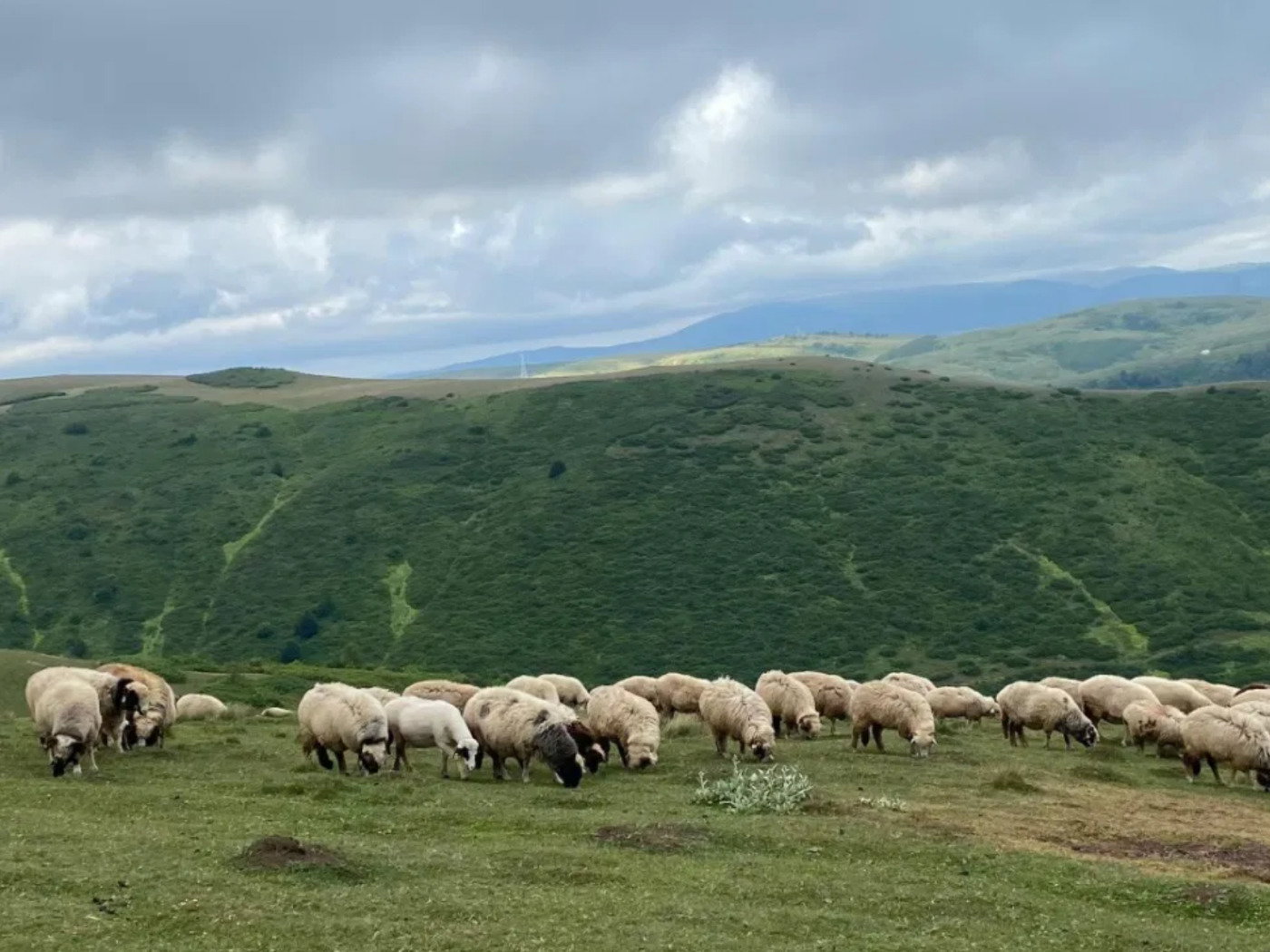 Reflexiones Y Mensaje Del Salmo 23 Jehová Es Mi Pastor Nada Me
