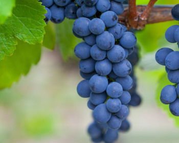 21 versículos sobre fruto: por sus frutos los conoceréis