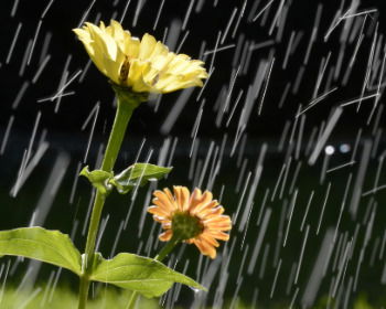 15 versículos sobre la lluvia en la Biblia