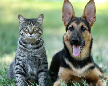 25 versículos sobre los animales en la Biblia