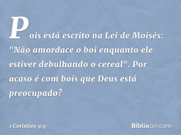 Pois está escrito na Lei de Moisés: "Não amordace o boi enquanto ele estiver debulhando o cereal". Por acaso é com bois que Deus está preocupado? -- 1 Coríntios