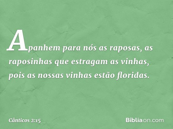 Apanhem para nós as raposas,
as raposinhas que estragam as vinhas,
pois as nossas vinhas estão floridas. -- Cânticos 2:15