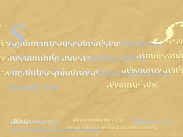 Se vires o jumento ou o boi de teu irmão caídos no caminho, não te desviarás deles; sem falta o ajudarás a levantá-los.