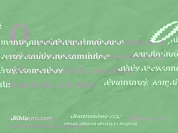 O jumento que é de teu irmão ou o seu boi não verás caídos no caminho e deles te esconderás; com ele os levantarás, sem falta.