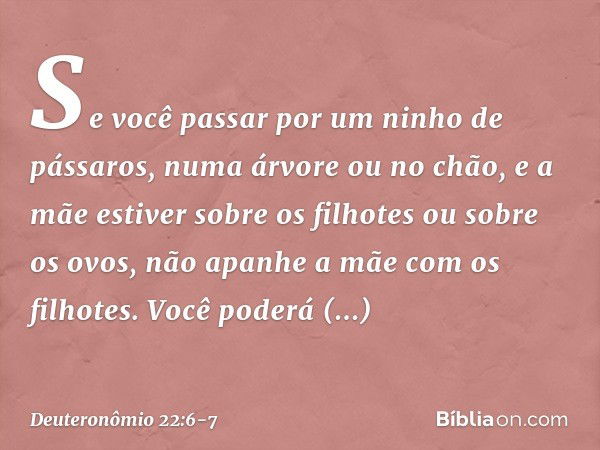 "Se você passar por um ninho de pássaros, numa árvore ou no chão, e a mãe estiver sobre os filhotes ou sobre os ovos, não apanhe a mãe com os filhotes. Você pod