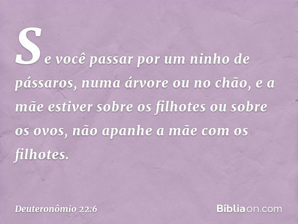 "Se você passar por um ninho de pássaros, numa árvore ou no chão, e a mãe estiver sobre os filhotes ou sobre os ovos, não apanhe a mãe com os filhotes. -- Deute