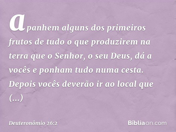 apanhem alguns dos primeiros frutos de tudo o que produzirem na terra que o Senhor, o seu Deus, dá a vocês e ponham tudo numa cesta. Depois vocês deverão ir ao 