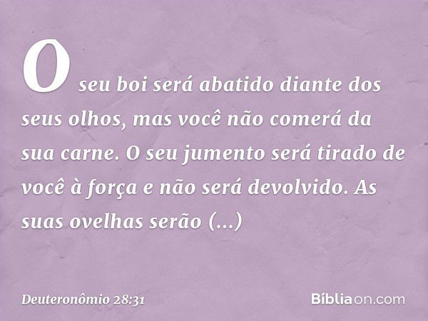 O seu boi será abatido diante dos seus olhos, mas você não comerá da sua carne. O seu jumento será tirado de você à força e não será devolvido. As suas ovelhas 