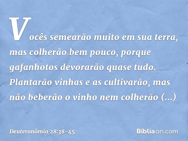 "Vocês semearão muito em sua terra, mas colherão bem pouco, porque gafanhotos devorarão quase tudo. Plantarão vinhas e as cultivarão, mas não beberão o vinho ne