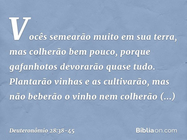 "Vocês semearão muito em sua terra, mas colherão bem pouco, porque gafanhotos devorarão quase tudo. Plantarão vinhas e as cultivarão, mas não beberão o vinho ne