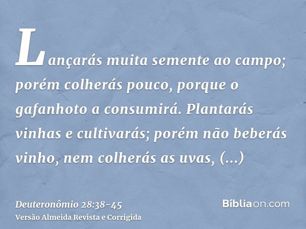 Lançarás muita semente ao campo; porém colherás pouco, porque o gafanhoto a consumirá.Plantarás vinhas e cultivarás; porém não beberás vinho, nem colherás as uv