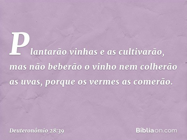 Plantarão vinhas e as cultivarão, mas não beberão o vinho nem colherão as uvas, porque os vermes as comerão. -- Deuteronômio 28:39