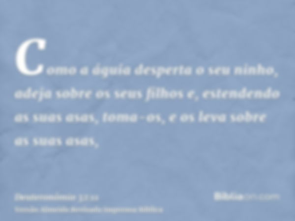 Como a águia desperta o seu ninho, adeja sobre os seus filhos e, estendendo as suas asas, toma-os, e os leva sobre as suas asas,