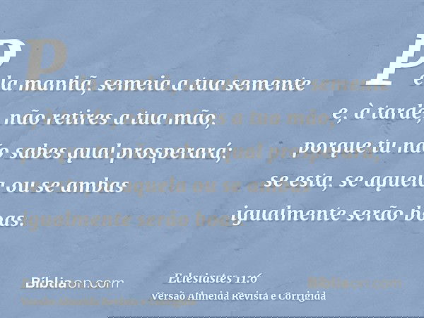Pela manhã, semeia a tua semente e, à tarde, não retires a tua mão, porque tu não sabes qual prosperará; se esta, se aquela ou se ambas igualmente serão boas.