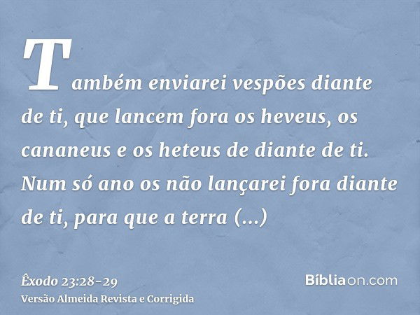 Também enviarei vespões diante de ti, que lancem fora os heveus, os cananeus e os heteus de diante de ti.Num só ano os não lançarei fora diante de ti, para que 