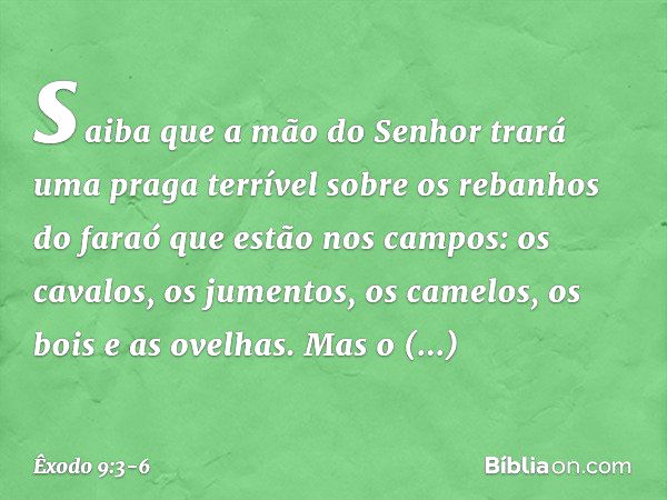 saiba que a mão do Senhor trará uma praga terrível sobre os rebanhos do faraó que estão nos campos: os cavalos, os jumentos, os camelos, os bois e as ovelhas. M