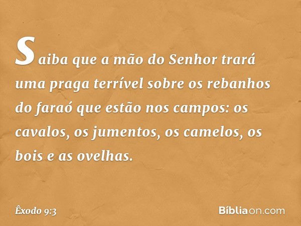 saiba que a mão do Senhor trará uma praga terrível sobre os rebanhos do faraó que estão nos campos: os cavalos, os jumentos, os camelos, os bois e as ovelhas. -