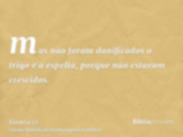 mas não foram danificados o trigo e a espelta, porque não estavam crescidos.