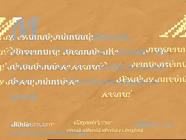 Mas, estando plantada, prosperará? Porventura, tocando-lhe vento oriental, de todo não se secará? Desde as auréolas do seu plantio se secará.