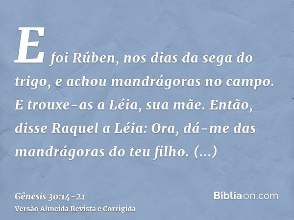 E foi Rúben, nos dias da sega do trigo, e achou mandrágoras no campo. E trouxe-as a Léia, sua mãe. Então, disse Raquel a Léia: Ora, dá-me das mandrágoras do teu