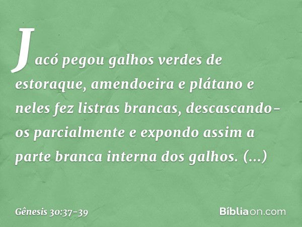 Jacó pegou galhos verdes de estoraque, amendoeira e plátano e neles fez listras bran­cas, descascando-os parcialmente e expondo assim a parte branca interna dos