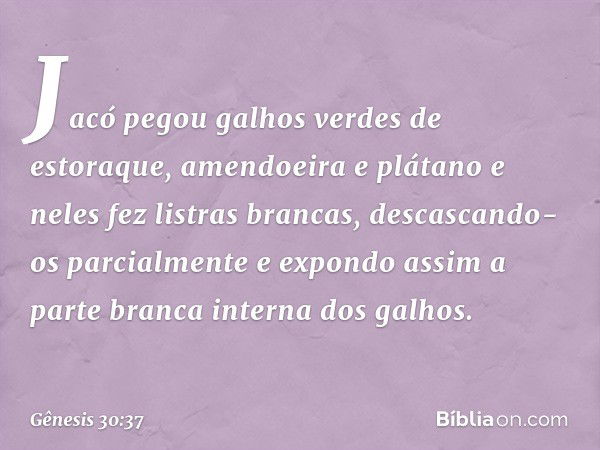 Jacó pegou galhos verdes de estoraque, amendoeira e plátano e neles fez listras bran­cas, descascando-os parcialmente e expondo assim a parte branca interna dos