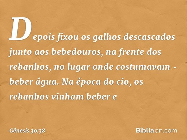 De­pois fixou os galhos des­cascados junto aos bebedouros, na frente dos rebanhos, no lugar onde costumavam ­beber água. Na época do cio, os rebanhos vi­nham be