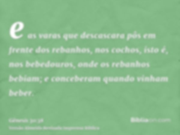 e as varas que descascara pôs em frente dos rebanhos, nos cochos, isto é, nos bebedouros, onde os rebanhos bebiam; e conceberam quando vinham beber.