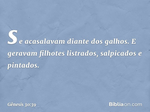 se acasa­lavam diante dos galhos. E geravam filhotes listrados, salpicados e pinta­dos. -- Gênesis 30:39