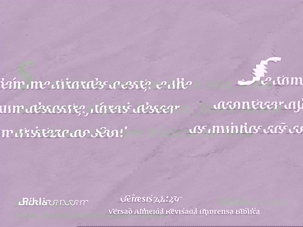 se também me tirardes a este, e lhe acontecer algum desastre, fareis descer as minhas cãs com tristeza ao Seol.