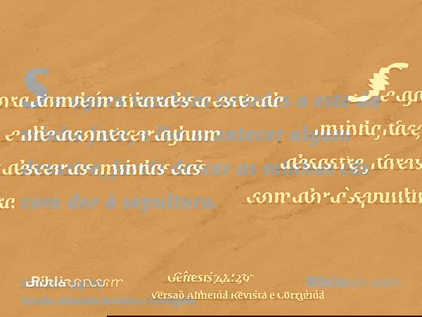 se agora também tirardes a este da minha face, e lhe acontecer algum desastre, fareis descer as minhas cãs com dor à sepultura.