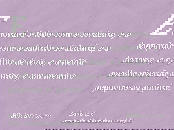 E morará o lobo com o cordeiro, e o leopardo com o cabrito se deitará, e o bezerro, e o filho de leão, e a nédia ovelha viverão juntos, e um menino pequeno os g